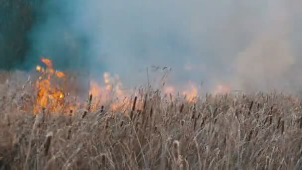 Terrible big high wildfire in the forest steppe. Dry steppe grass is burning in deep autumn — Stock Video