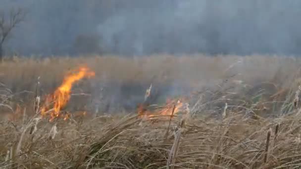 Les flammes brûlent l'herbe sèche et les buissons. Incendie dans la steppe forestière, catastrophe naturelle sous la forme du feu — Video