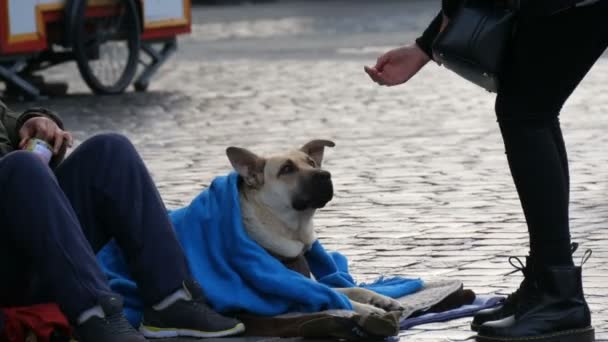 Nuremberg, Alemanha - 1 de dezembro de 2018: O cão Stray, coberto com um véu, fica em uma rua da cidade, multidões de pessoas passam. A menina tenta acariciar suavemente o cão . — Vídeo de Stock