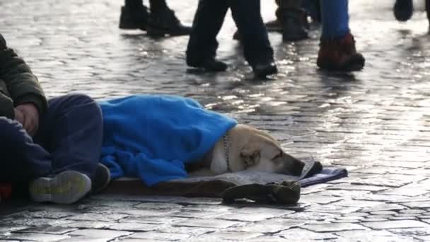 Nuremberg, Alemania - 1 de diciembre de 2018: El perro de los indigentes, cubierto con una manta azul, yace en la calle. Un perro callejero, cubierto con un velo, se encuentra en una calle de la ciudad, multitudes de personas pasean por . — Vídeo de stock