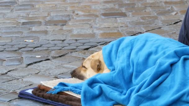 Der weiße Hund eines Obdachlosen liegt mit einer blauen Decke bedeckt auf der Straße. ein streunender Hund, verhüllt mit einem Schleier, liegt auf einer Straße in der Stadt, Menschenmassen gehen vorbei. — Stockvideo