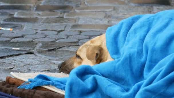 El perro blanco de los indigentes, cubierto con una manta azul, yace en la calle. Un perro callejero, cubierto con un velo, se encuentra en una calle de la ciudad, multitudes de personas pasean por . — Vídeo de stock