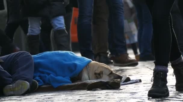 Nuremberg, Germany - December 1, 2018: Dog of homeless person, covered with a blue blanket, lies on the street. A stray dog, covered with a veil, lies on a city street, crowds of people walk by. — Stock Video