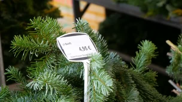 Ár cédula-ra a karácsonyi értékesítési fák Európában, Nürnberg, Németország. Eladó fenyő ágak karácsonyra a piacon — Stock videók