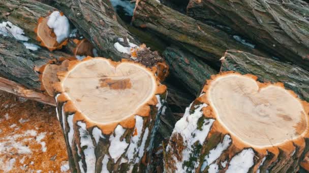 The unusual shape of two tree trunk in the shape of a heart, St. Valentines Day — Stock Video