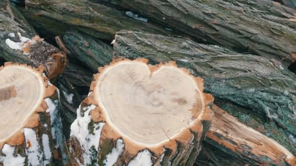 An interesting strange shape of the trunk of a tree in the shape of heart. Two felled tree trunk lie on the background of firewood, St. Valentines Day — Stock Video