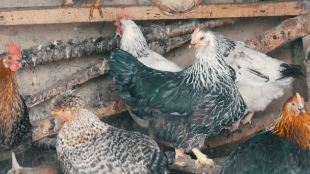 Group of domestic hens sitting on roost in the chicken coop. Hens on rural barnyard. Chicken coop. Cock with hens on hen-house. — Stock Video