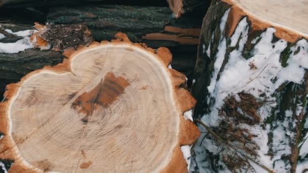 Vackra ovanliga skära trädstammar i form av ett hjärta mot andra stammar ligga utanför på vintern. Ved för vintern. St Alla hjärtans dag — Stockvideo