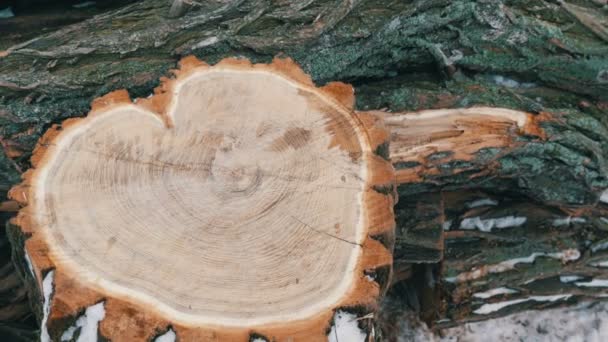 Schöne, ungewöhnlich geschnittene Baumstämme in Herzform gegen andere Stämme liegen im Winter draußen. Brennholz für den Winter. Valentinstag — Stockvideo