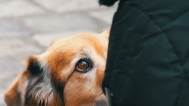 Hladový pes na ulici požádá o kousek klobásy jídla od dívky. Pes olizuje nos a prsty dívky — Stock video