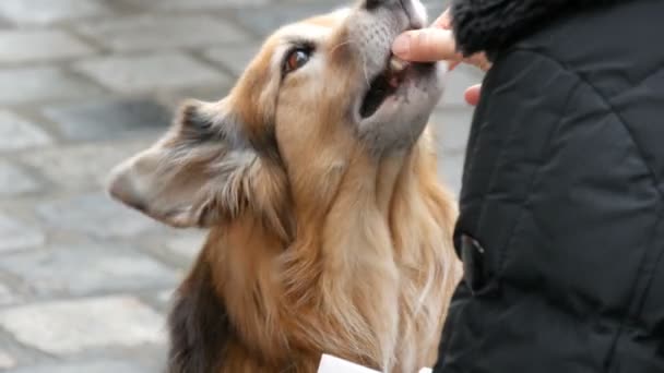 Cane affamato per strada chiede un pezzo di cibo salsiccia da una ragazza. Il cane si lecca il naso e le dita di una ragazza — Video Stock