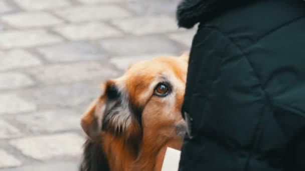 Hladový pes na ulici požádá o kousek klobásy jídla od dívky. Pes olizuje nos a prsty dívky — Stock video