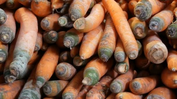 Schöne reife Karotten am Marktstand — Stockvideo