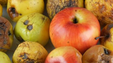 Çok renkli çürük şımarık olgunlaştırılmış elma ve beyaz arka planda dönen bir olgun elma.