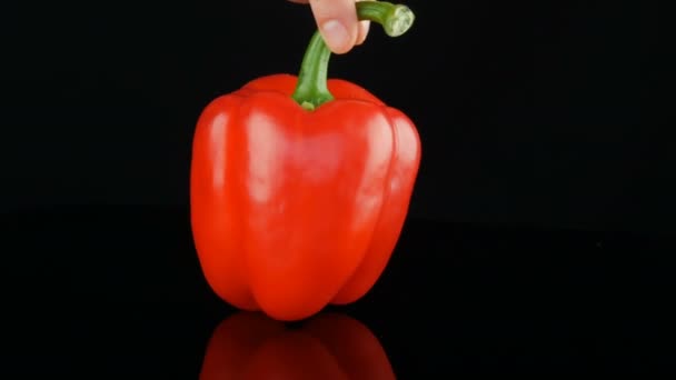 Το θηλυκό χέρι κρατά το πιπέρι από την πράσινη ουρά και στροβιλίζεται. Όμορφο μεγάλο ώριμο κόκκινο γλυκό πιπέρι πάπρικα περιστρεφόμενο σε μια επιφάνεια καθρέφτη και μαύρο φόντο. — Αρχείο Βίντεο
