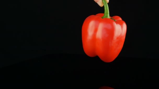 Main féminine tient le poivre par la queue verte et tourne. Beau grand paprika de poivron rouge mûr tournant sur une surface miroir et fond noir . — Video