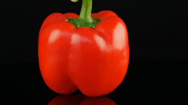 Beau grand paprika de poivron rouge mûr tournant sur une surface miroir et fond noir . — Video