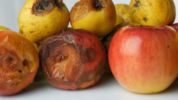 Veelkleurige rotte bedorven gerijpte appelen en één rijpe appel op witte achtergrond. — Stockvideo