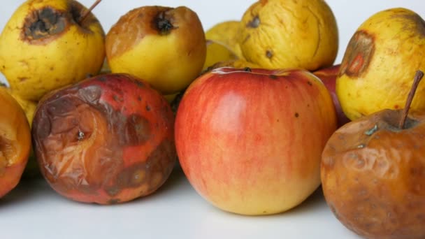 Multicolored rotten spoiled ripened apples and one ripe apple rotating on white background. — Stock Video