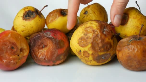 La mano femenina toma una manzana podrida, estropeada y madura y pone una manzana roja grande madura fresca . — Vídeo de stock