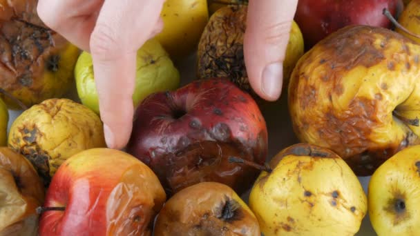 女性的手拿着一个腐烂的、变质的、成熟的苹果, 放了一个新鲜成熟的大红苹果. — 图库视频影像