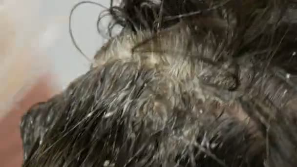 Le radici grigie troppo cresciute di una donna di mezza età che si tinge i capelli con una spazzola speciale. Capelli scuri e radici bianche di una testa di donne su uno sfondo bianco. Cura dei capelli in salone vista da vicino . — Video Stock