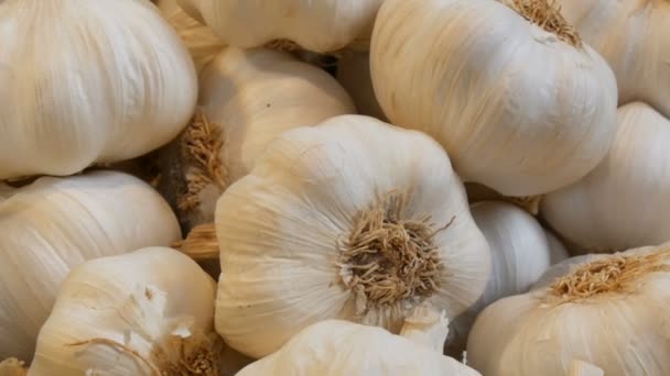 Big beautiful heads of white ripe garlic on the market counter. — Stock Video