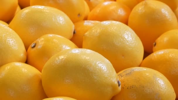 Gros beaux citrons jaunes mûrs sont sur le comptoir du marché vue de près . — Video
