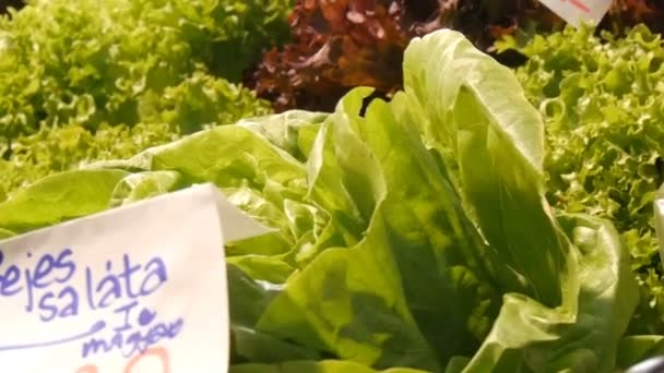 Varias verduras en el mostrador del mercado de comestibles. Comida saludable, fibra, dieta, inscripción en húngaro . — Vídeo de stock