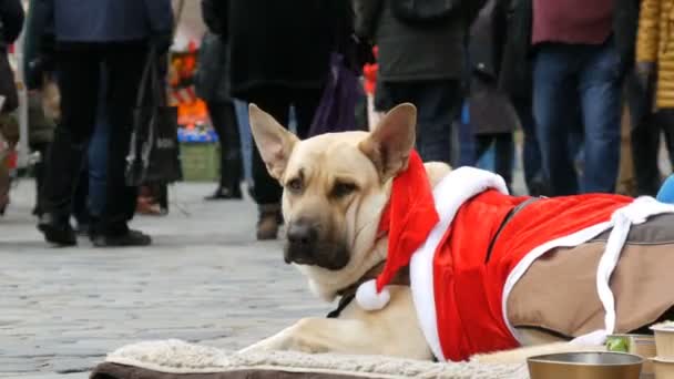 一个无家可归的乞丐的大白狗躺在一个有趣的圣诞老人服装, 人们通过. — 图库视频影像
