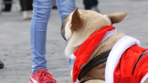 Velký bílý pes žebráka bezdomovců leží v vtipného kostýmu Santa Clause a lidé procházejí.