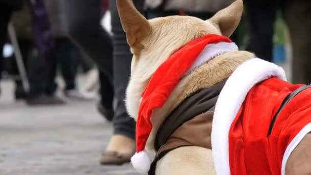 O grande cão branco de um mendigo sem-teto está em um traje engraçado de Papai Noel, as pessoas passam por . — Vídeo de Stock