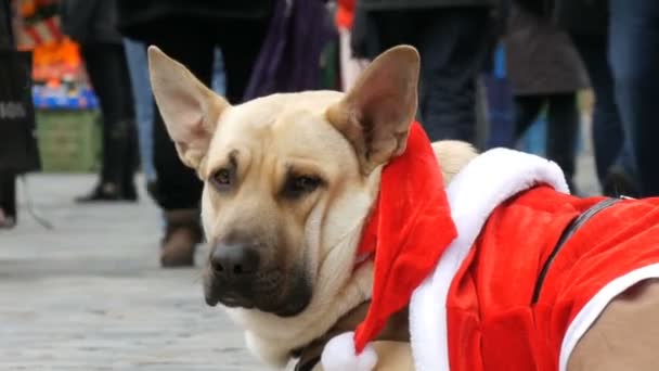 O grande cão branco de um mendigo sem-teto está em um traje engraçado de Papai Noel, as pessoas passam por . — Vídeo de Stock