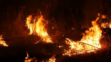 Bir alanda gece korkunç tehlikeli vahşi ateş görünümü yakın. Kuru saman çim yakma. Ateşte doğanın büyük bir alanı.