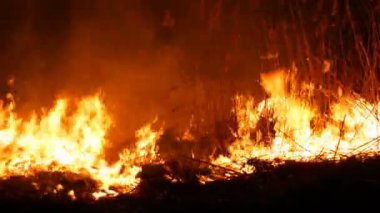 Bir alanda gece korkunç tehlikeli vahşi ateş. Kuru saman çim yakma. Ateşte doğanın büyük bir alanı.