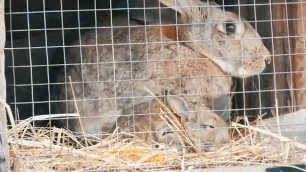 Pequenos coelhos recém-nascidos com sua mãe correm e comem na gaiola — Vídeo de Stock