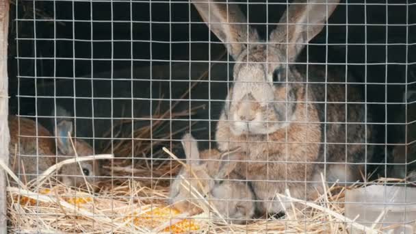 Petits lapins nouveau-nés avec leur mère courir et manger en cage — Video