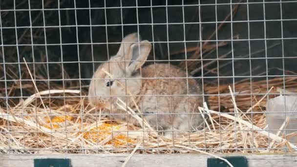 Petit lapin nouveau-né manger en cage — Video