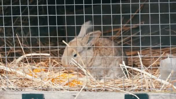 Petit lapin nouveau-né manger en cage — Video