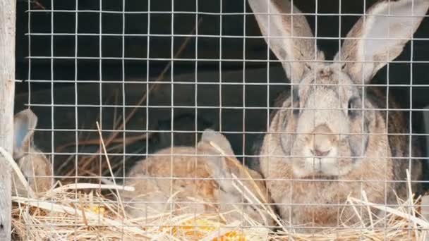 Petits lapins nouveau-nés avec leur mère courir et manger en cage — Video