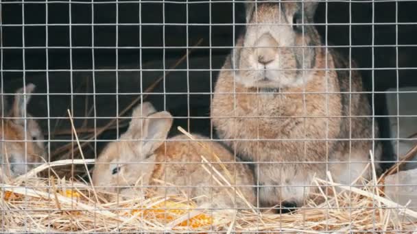 Petits lapins nouveau-nés avec leur mère courir et manger en cage — Video