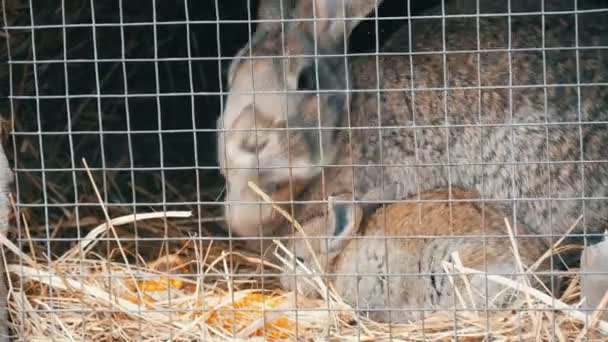 Petits lapins nouveau-nés avec leur mère courir et manger en cage — Video