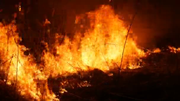 Zavřete pohled na strašlivý nebezpečný divoký oheň v noci v terénu. Hoří suchá stébla trávy. Velká oblast přírody v plamenech. — Stock video
