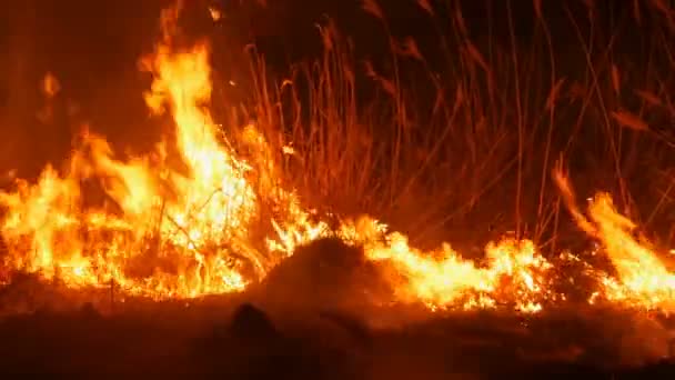 Ужасно опасный дикий огонь ночью в поле. Жжет сухую соломенную траву. Большая территория природы в огне . — стоковое видео