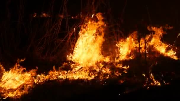 Nahaufnahme eines furchtbaren, gefährlichen Waldbrandes in der Nacht auf einem Feld. Verbrennung von trockenem Strohgras. ein großes Gebiet der Natur in Flammen. — Stockvideo