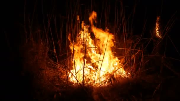 Крупный план ужасного опасного дикого пожара ночью в поле. Жжет сухую соломенную траву. Большая территория природы в огне . — стоковое видео