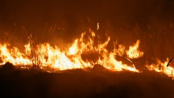 Vista da vicino di un terribile incendio selvaggio pericoloso di notte in un campo. Brucia erba di paglia secca. Una vasta area di natura in fiamme . — Video Stock