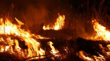 Bir alanda gece korkunç tehlikeli vahşi ateş. Kuru saman çim yakma. Ateşte doğanın büyük bir alanı.