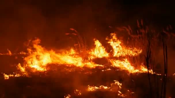Un terrible feu de forêt dangereux la nuit dans un champ. Brûler l'herbe sèche de paille. Une grande zone de nature en flammes . — Video