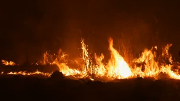 野原で夜に恐ろしい危険な野生の火。乾いたわらの草を燃やす。炎の中の自然の大きな領域. — ストック動画